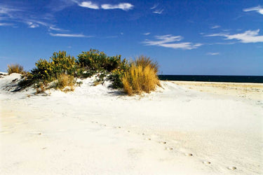 Assateague Beach III coastal canvas art print by Hausenflock Alan, featuring serene beach scene with sand dunes and ocean views.