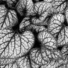 Brunnera leaves nature canvas art print by Feeling at Home featuring detailed botanical illustrations on textured paper.