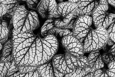 Brunnera leaves nature canvas art print by Feeling at Home featuring detailed botanical illustrations on textured paper.