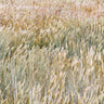Nature canvas art print of foxtail barley by Mahan Kathy, featuring detailed botanical illustration on a textured background.