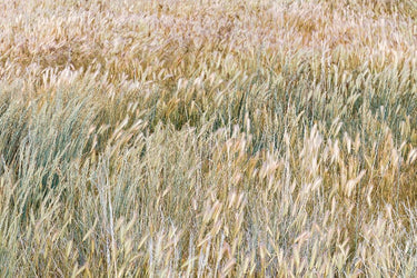 Nature canvas art print of foxtail barley by Mahan Kathy, featuring detailed botanical illustration on a textured background.