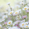 Feeling at Home Santa Barbara Daisies II floral canvas art print by Mahan Kathy, featuring vibrant daisy flowers on canvas.