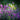 Lavender blooms floral art print by Feeling at Home, featuring vibrant lavender flowers on canvas.