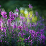 Lavender blooms floral art print by Feeling at Home, featuring vibrant lavender flowers on canvas.