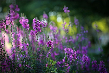 Lavender blooms floral art print by Feeling at Home, featuring vibrant lavender flowers on canvas.