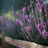 Artwork on canvas Lavender Blooms III by Putman Tammy Floral Post-Impressionism artwork