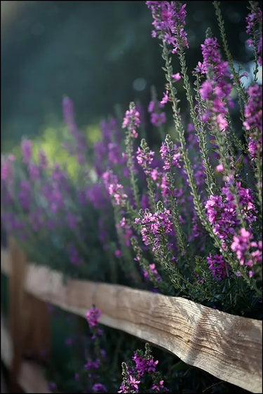 Artwork on canvas Lavender Blooms III by Putman Tammy Floral Post-Impressionism artwork