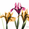 Iris floral canvas art print by Koetsier Albert featuring vibrant purple and green iris flowers on textured canvas.