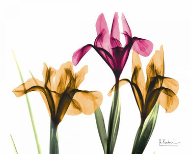 Iris floral canvas art print by Koetsier Albert featuring vibrant purple and green iris flowers on textured canvas.