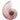 Shimmering Blush Snail coastal canvas art print by Koetsier Albert, vibrant and detailed nature-inspired wall decor from Feeling at Home.