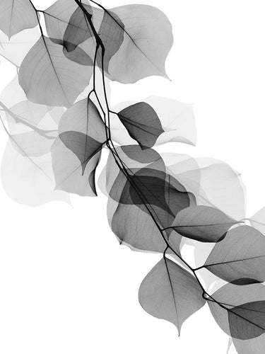 Black and white canvas art print titled "Price Of Reflection 2" by Koetsier Albert, featuring abstract reflective imagery.