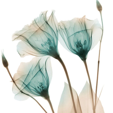 Floral canvas art print titled "Harvested Love 2" by Koetsier Albert, featuring vibrant flower illustrations in a natural setting.