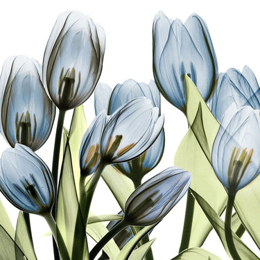 Floral canvas art print featuring vibrant tulip blues by Koetsier Albert, suitable for home decor, from Feeling at Home collection.
