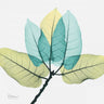 Ficus Burkey floral canvas art print by Koetsier Albert, featuring vibrant botanical design, from Feeling at Home collection.