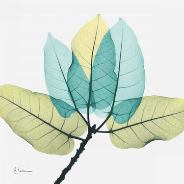 Ficus Burkey floral canvas art print by Koetsier Albert, featuring vibrant botanical design, from Feeling at Home collection.