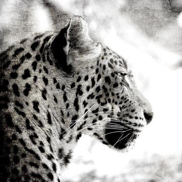Leopard Gaze black and white canvas art print by Allen Kimberly, featuring a detailed leopard portrait, on a plain background.