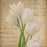 White tulip on gold floral canvas art print by Feeling at Home featuring elegant white tulip design on a gold background.