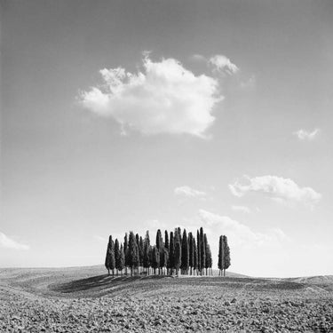 Feeling at Home Cypress Trees photography canvas art print by Miele Jean, featuring tall cypress trees on a scenic landscape.