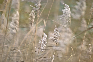Wind Blown Nature canvas art print by Feeling at Home features a serene landscape with trees swaying in the breeze, by Frank Assaf.