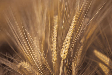 Wheat field nature canvas art print by Frank Assaf, depicting a peaceful rural landscape with golden wheat and blue sky.