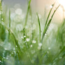 Feeling at Home after the Rain landscape canvas art print by Daultich Nick, showcasing a serene rainy landscape scene.