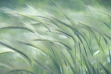 Gentle Dreams Nature canvas art print by Robertson Leda, featuring a serene natural scene with soft colors and artistic brushstrokes.