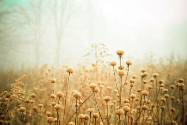 Beauty with Age landscape art print by Joy Olivia, featuring serene natural scenery on a canvas for home decor.