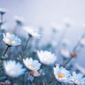 Feeling at home floral canvas art print featuring white flowers and colorful abstract background by Bellinsky Rachel.
