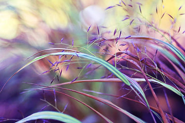 Purple grass botanical canvas art print by Feeling at Home featuring vibrant purple and green plant details in a natural scene.