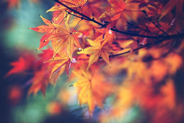 Feeling at Home botanical canvas art print featuring vibrant fall leaves by Cook Sylvia, perfect for nature-inspired home decor.