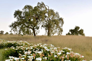 Oak Tree photography canvas art print by Blaustein Alan, featuring a detailed depiction of a majestic oak tree.