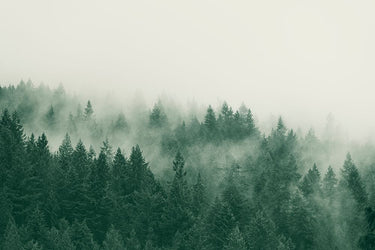 Emerald Forest No. 1 landscape canvas art print by Colligan Lynann, featuring lush green trees and natural scenery.
