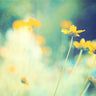 Feeling at Home floral canvas art print featuring vibrant meadow flowers by Cochrane Carolyn for decorative wall art.