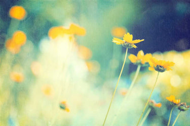 Feeling at Home floral canvas art print featuring vibrant meadow flowers by Cochrane Carolyn for decorative wall art.