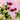 Summer Days floral canvas art print by DelValle Patty, featuring vibrant botanical designs on textured canvas.