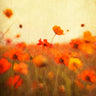 Feeling at Home Orange Happiness floral canvas art print by Hanna Dawn D. featuring vibrant orange and floral design.
