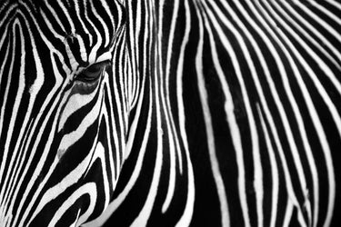 Feeling at home zebra canvas art print by Mumford Andy featuring a realistic zebra at Lisbon Zoo in vibrant colors.