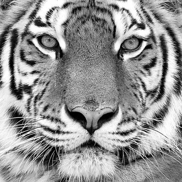 Feeling at home tiger animals canvas art print by PhotoINC Studio, featuring detailed tiger illustrations on high-quality canvas.