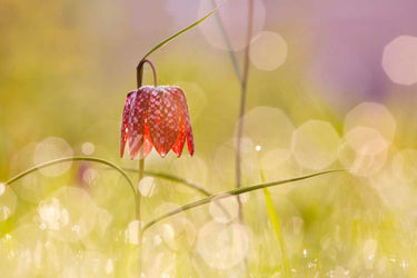 Fairy World I floral canvas art print by Raimond Roeselien, featuring vibrant floral and fairy imagery in a natural art style.