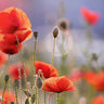 Feeling at home Poppy Delight floral canvas art print by Raimond Roeselien showcasing vibrant poppy flowers on a natural canvas background.