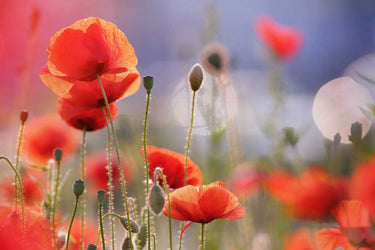 Feeling at home Poppy Delight floral canvas art print by Raimond Roeselien showcasing vibrant poppy flowers on a natural canvas background.