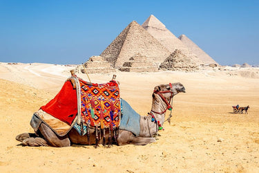 Feeling at home art print of a camel resting near the Pyramids of Giza, Egypt landscape on canvas by Silver Richard.