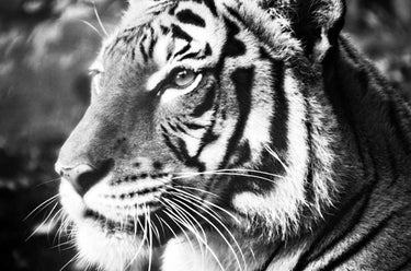 Deep Tiger wildlife canvas art print by Feeling at Home featuring a vibrant tiger image on canvas.