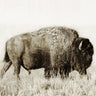 Feeling at Home Grand Bison I animals canvas art print by Meneely Dan, featuring a detailed bison illustration on canvas.