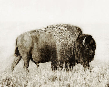 Feeling at Home Grand Bison I animals canvas art print by Meneely Dan, featuring a detailed bison illustration on canvas.