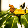 Spring butterflies floral canvas art print by Feeling at Home features colorful butterfly and flower design by Bill Carson Photography.