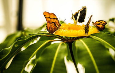 Spring butterflies floral canvas art print by Feeling at Home features colorful butterfly and flower design by Bill Carson Photography.