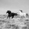 Black and white animal mates canvas art print by Feeling at Home, featuring detailed illustrations of paired animals by Walker Carol