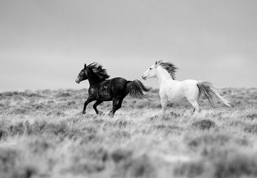 Black and white animal mates canvas art print by Feeling at Home, featuring detailed illustrations of paired animals by Walker Carol