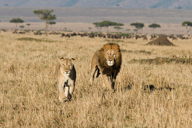 Feeding lions and animals canvas art print by Walker Carol, featuring a vibrant wildlife scene in a natural setting.